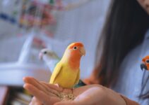 How to Use AI to Train Birds and Exotic Pets How to Use AI to Train Birds and Exotic Pets