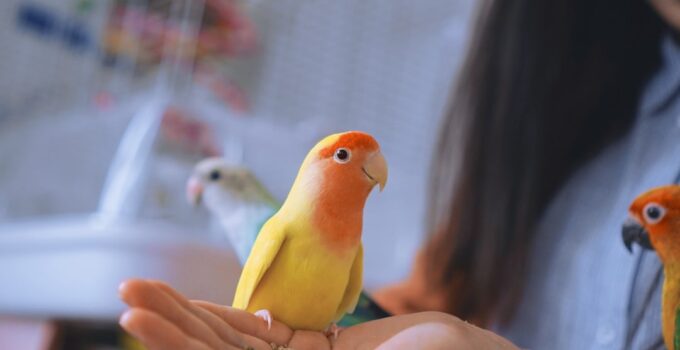 Photo AI, Train Birds, Exotic Pets