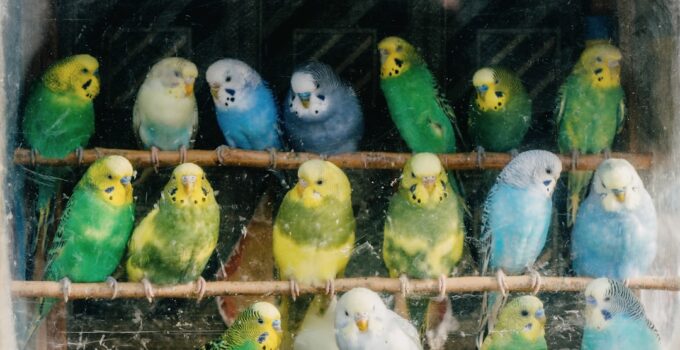Photo AI, Train Birds, Exotic Pets