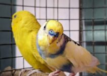 How to Use AI to Train Birds and Exotic Pets How to Use AI to Train Birds and Exotic Pets