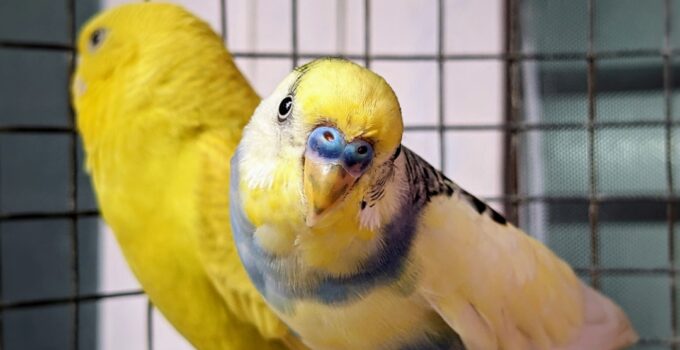 Photo AI, Train Birds, Exotic Pets