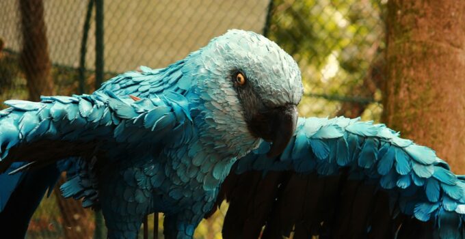 Photo AI, Train Birds, Exotic Pets
