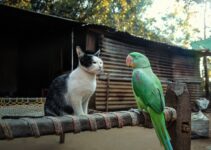 How to Use AI to Train Birds and Exotic Pets How to Use AI to Train Birds and Exotic Pets