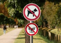 How to Stop Dogs from Chasing Cars in 2025 How to Stop Dogs from Chasing Cars in 2025