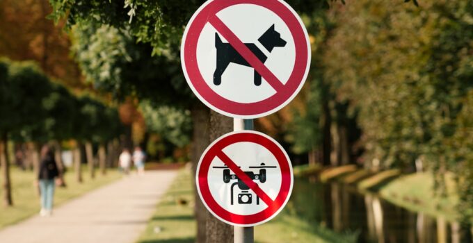 Photo Stop Dogs from Chasing Cars