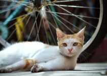 Understanding Cat Heat Cycles and Breeding Understanding Cat Heat Cycles and Breeding