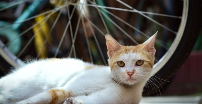 Photo Cat Heat Cycles