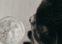 How to Use AI to Create Pet Grooming Schedules How to Use AI to Create Pet Grooming Schedules