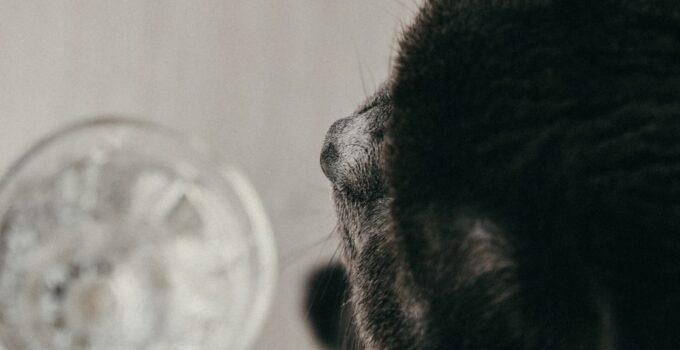 Photo AI, Pet Grooming, Schedules