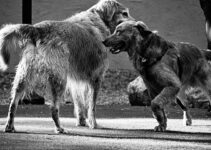 How to Stop Dogs from Pulling on the Leash