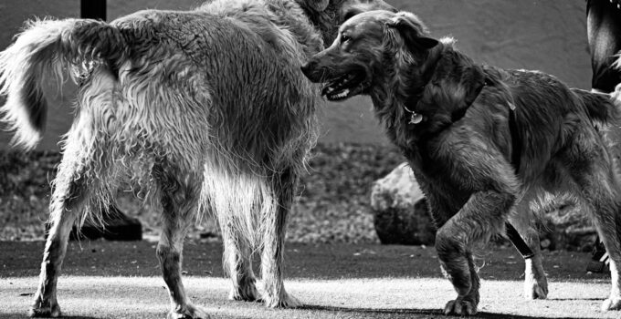 Photo Stop Dogs Pulling Leash