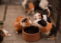 How to Keep Pets Entertained While You’re at Work How to Keep Pets Entertained While You’re at Work