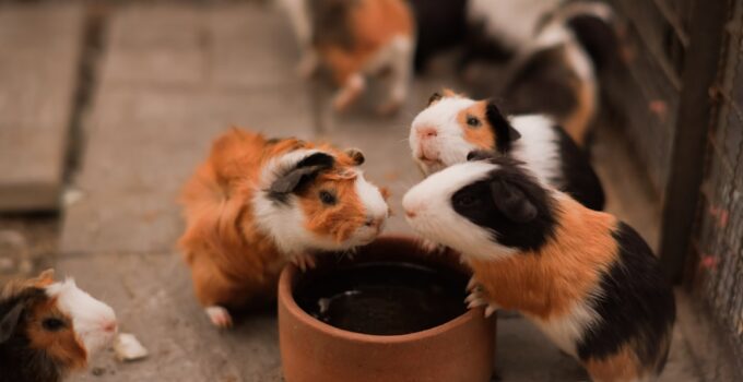 Photo Pets Entertained