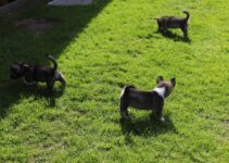 How to Train Cats to Walk on a Leash How to Train Cats to Walk on a Leash