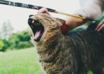 How to Use AI to Detect Pet Stress Through Voice
