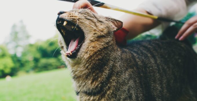 Photo AI, Pet Stress, Voice