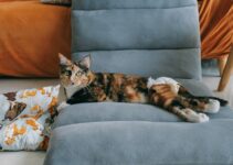 How to Stop Pets from Destroying Furniture How to Stop Pets from Destroying Furniture
