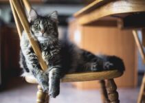 How to Stop Pets from Destroying Furniture How to Stop Pets from Destroying Furniture