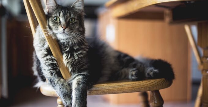 Photo Stop Pets from Destroying Furniture