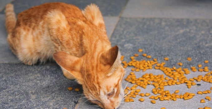 Photo AI, pet food