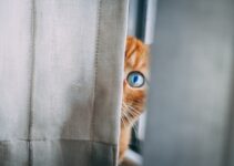 How to Stop Cats from Climbing Curtains How to Stop Cats from Climbing Curtains