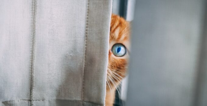 Photo Stop Cats Climbing Curtains