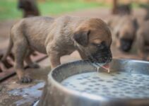 How to Feed Pets When You Work Long Hours How to Feed Pets When You Work Long Hours