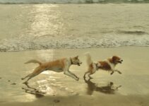 How to Use AI to Teach Dogs New Tricks
