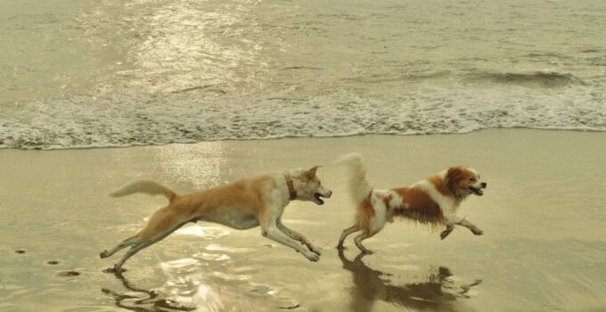 Photo AI, Teach, Dogs, Tricks