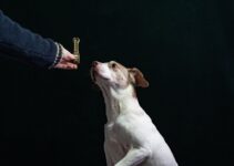 How to Use AI to Teach Dogs New Tricks
