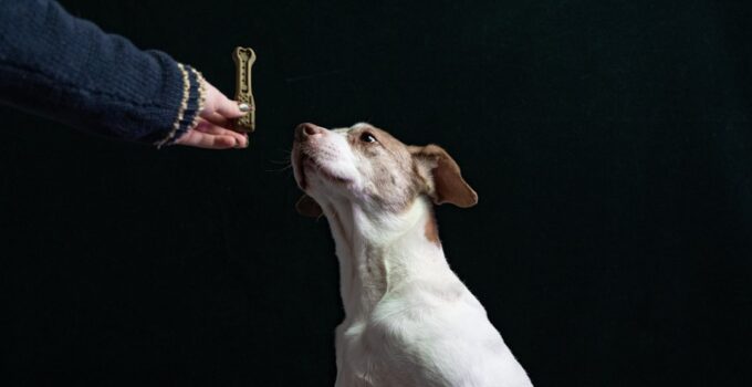 Photo AI, Teach, Dogs, Tricks