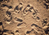 How to Use AI to Track and Reduce Pet Carbon Pawprints How to Use AI to Track and Reduce Pet Carbon Pawprints