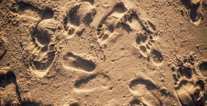 Photo AI, Track, Reduce, Pet, Carbon, Pawprints
