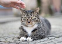 How to Reduce Cat Stress with AI Calming Tools