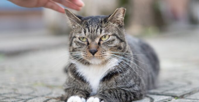 Photo Reduce Cat Stress