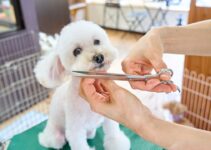 How to Detect Pet Illness Through AI-Powered Scans
