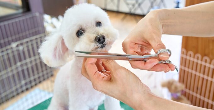 Photo Detect Pet Illness
