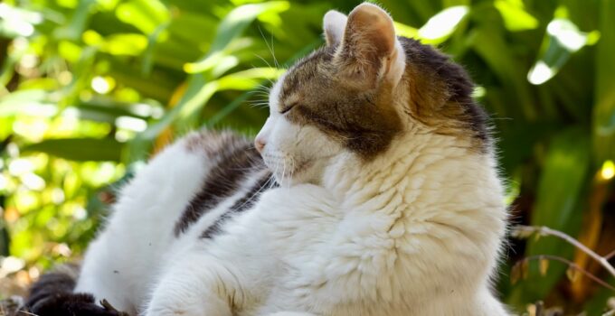 Photo AI, Prevent, Pet Obesity