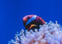 How to Use AI to Improve Aquarium Maintenance