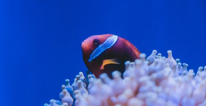 Photo AI, Aquarium Maintenance