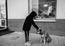 How to Stop Dogs from Begging at the Table How to Stop Dogs from Begging at the Table