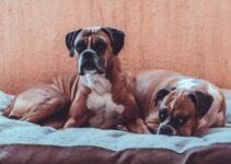 How to Calm Anxious Dogs with AI Sound Therapy How to Calm Anxious Dogs with AI Sound Therapy