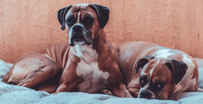 Photo Calm Anxious Dogs