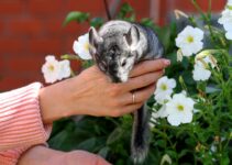 How to Use AI to Manage Pet Breeding Programs