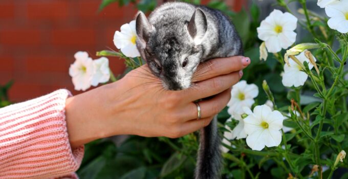 Photo AI, Pet Breeding Programs