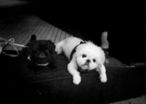 How to Train Puppies with Virtual Reality Tools