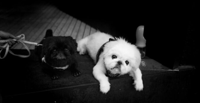 Photo Train Puppies