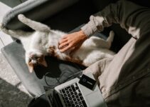 How to Use AI to Customize Pet Training Plans How to Use AI to Customize Pet Training Plans