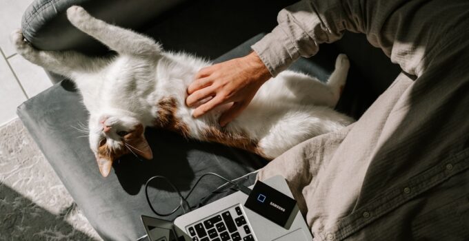 Photo AI, Customize, Pet Training Plans