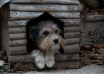 How to Use AI to Improve Shelter Pet Adoption Rates How to Use AI to Improve Shelter Pet Adoption Rates